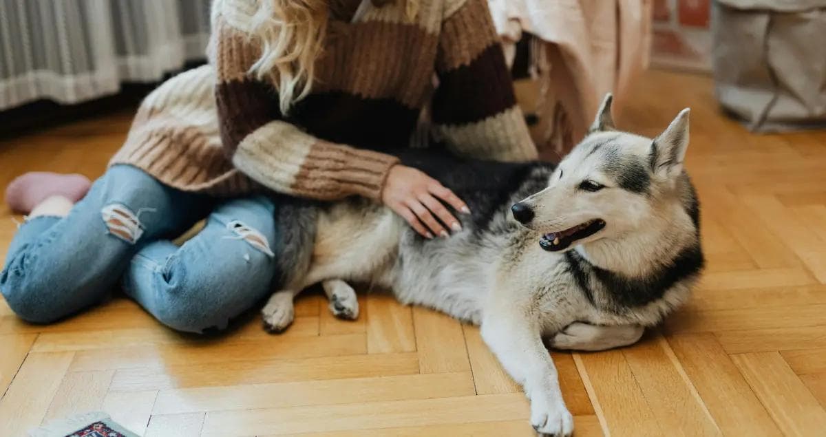 What Are the Best Pet-Friendly Rentals Near MacDill AFB for TDY?